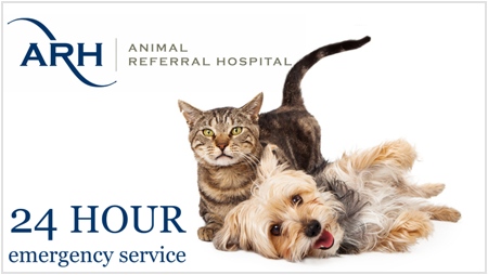 animal-referral-hospital-1